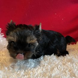 Timmy - Parti male Yorkshire Terrier puppy in Carleton, Michigan from Jo Smallwood