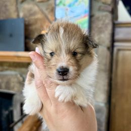 Bubbles boy - Sable and white male Shetland Sheepdog puppy in Catawba, North Carolina from Candescent Shetland Sheepdogs
