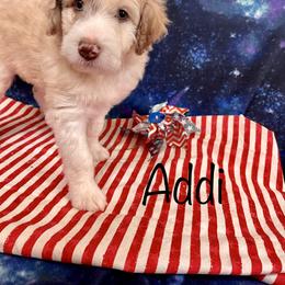 Aussiedoodle and Bordoodle Puppies from Holland Hilltop Farm
