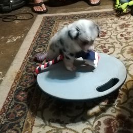 Australian Shepherd Puppies from Soundtrack Farms