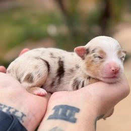 Rain - Red merle female Miniature American Shepherd puppy in Tucson, Arizona from Outlaw Minis