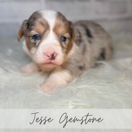 Jesse Gemstone - Blue merle and white male American Corgi puppy in Greenwood, Indiana from Witch Creek Corgis