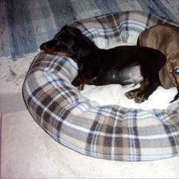 Dachshund All Grown Up from Individual