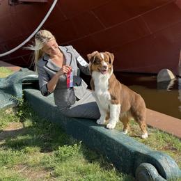 Australian Shepherd All Grown Up from CherryCove Aussies
