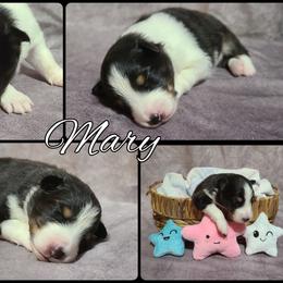 Shetland Sheepdog Puppies from Henotic Homestead's Shetland Sheepdogs