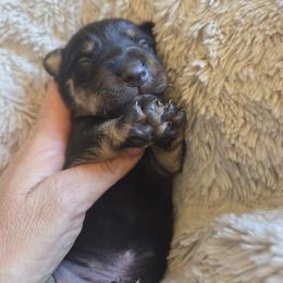 Andy - Black and tan male American Hunt Terrier puppy in Cave City, Arkansas from Bayou Valley Shepherds and American Hunt Terriers
