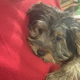 Lucky - Yorkshire Terrier puppy in West Warwick, Rhode Island from Robyn’s Nest