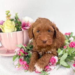 Queen of Hearts - Caramel red female Australian Labradoodle puppy in Palmdale, California from Pixie Doodle Paws