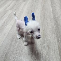 Artemis - White and black female Chinese Crested puppy in San Antonio, Texas from Sugar's Royal Cresteds