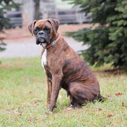 Juno - Boxer
