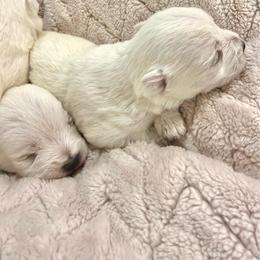Boy 1 - White male West Highland White Terrier puppy in Boaz, Alabama from Creekside Westies