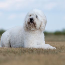 Goldendoodle and Sheepadoodle Puppies from Major League Doodles