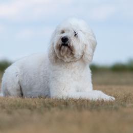 Goldendoodle and Sheepadoodle Puppies from Major League Doodles