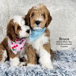 Bernedoodle Puppies from A Star is Born Doodles