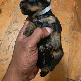 Girl 3 - Silver and tan female Silky Terrier puppy in City Of Orange, New Jersey from Fur-Ever Friends