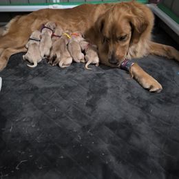 Girl 2 - Golden female Golden Retriever puppy in Blue Ridge, Virginia from Goldens of Heritage Oaks