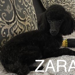 Zara - Black female Poodle puppy in Pueblo West, Colorado from Little Paws Poodles
