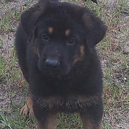 Boy 7 - male German Shepherd puppy in Brooksville, Florida from Kennel: Von Stephan Max Shepherds/Partner at Euro-American K-9