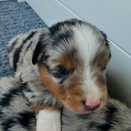 Blue - Blue merle male Miniature Australian Shepherd puppy in Norco, California from Joyfulpuppies