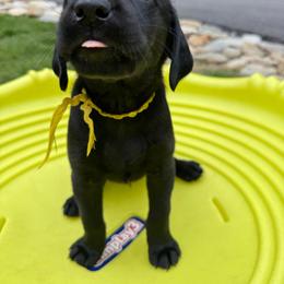 Yellow Collar Black Female - Black female Labrador Retriever puppy in Gainesville, Georgia from Rucker Retrievers