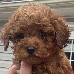 Cockapoos and Poodles from DoodleForever