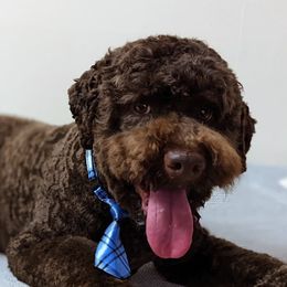Ash - Lagotto Romagnolo