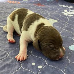 Jesse James - Liver and white male German Shorthaired Pointer puppy in Hot Springs, Virginia from Thunder Mountain Gun Dogs