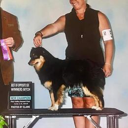 Reno  - Miniature American Shepherd