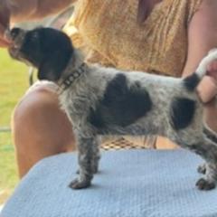 German Wirehaired Pointer Puppies from Jagged Edge German Wirehaired Versatility Dogs