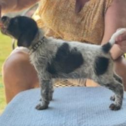 German Wirehaired Pointer Puppies from Jagged Edge German Wirehaired Versatility Dogs