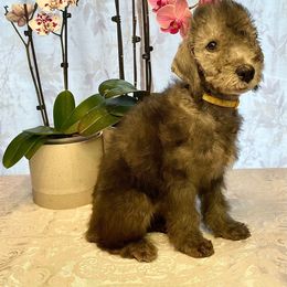 Girl 1 - Blue Bedlington Terrier puppy in Vancouver, Washington from Rohan Kennels