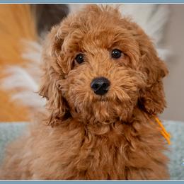 General - Red male Cockapoo puppy in Connersville, Indiana from Deaz Doodle Ranch