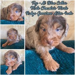 Taz - male Australian Mountain Doodle puppy in Port Orchard, Washington from Yukon Harbor Doodles
