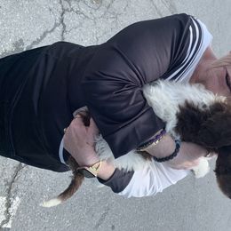 Goldendoodle Puppies from First Mountain Doodles