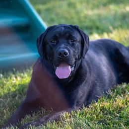 Labrador Retriever All Grown Up from Bellamies Labradors