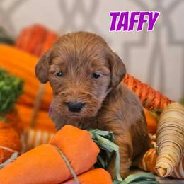 Taffy - Red  female Goldendoodle puppy in Haughton, Louisiana from Bailey’s Cajun Canines