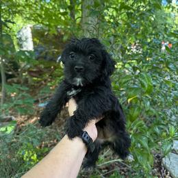 Lucy - Black female Yorkipoo puppy in Henderson, North Carolina from Dorans Danes and Doodles