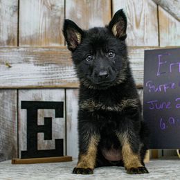 German Shepherd Puppies from Vecne Stesti German Shepherd Dogs