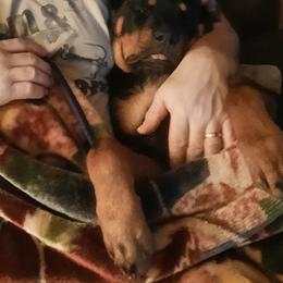 Rottweiler Puppies from Von Nuffosttor Rottweilers