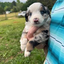 Blue Merle male - Blue merle male Toy Australian Shepherd puppy in Griffin, Georgia from No Matter Farm