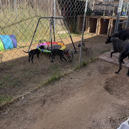 Greyhound Puppies from ARK Kennels