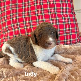 Indy - Parti female Poodle puppy in Athens, Georgia from Alexander’s Standard Poodles