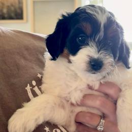 Molly - Tri-color female Bernedoodle puppy in Auburndale, Florida from Florida Mini Bernedoodles