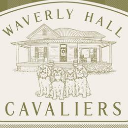 Cavalier King Charles Spaniels from Waverly Hall Cavaliers