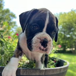 Flashy brindle female - Brindle female Boxer puppy in Enon, Ohio from Diamond Lane Boxers