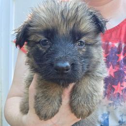 Purple Collar Girl - Sable female German Shepherd puppy in Dallas, Pennsylvania from Mountainside German Shepherds