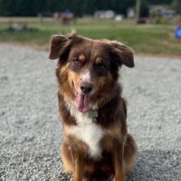 Lucy - Australian Shepherd