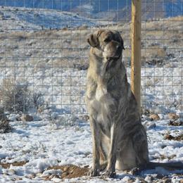 Boris - Anatolian Shepherd Dog