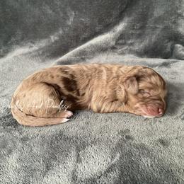 Battery - Merle male Sheepadoodle puppy in Cleveland, Georgia from Jam's Doodles And Poodles