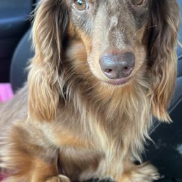 Benji - Dachshund